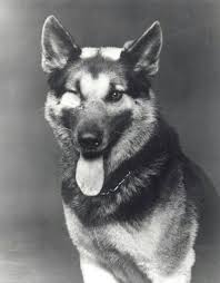 Nemo — Military Working Dog