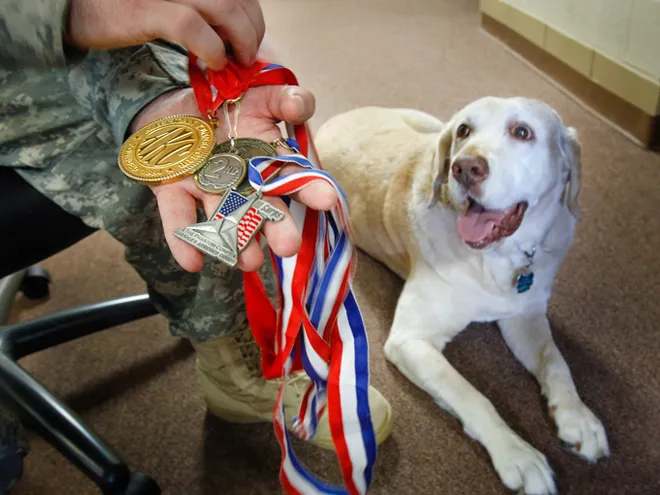 Gabe — Military Working Dog